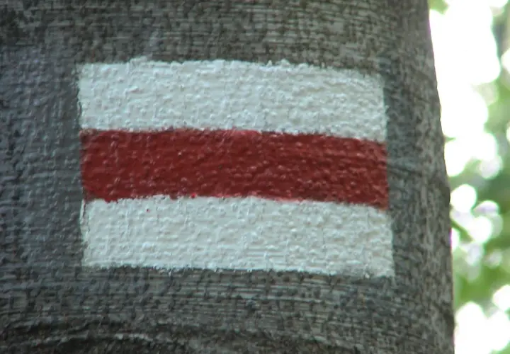 Niebieski szlak turystyczny namalowany na korze drzewa: biały, czerwony, biały pas.