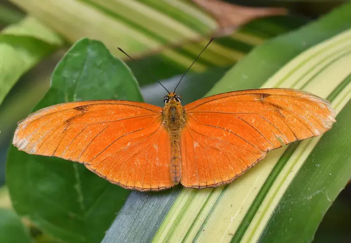 Ein leuchtend oranger Schmetterling ruht auf grünen Blättern. Seine Flügel sind leicht geöffnet, und man fragt sich, wie alt werden schmetterlinge, um diese Schönheit zu erleben.