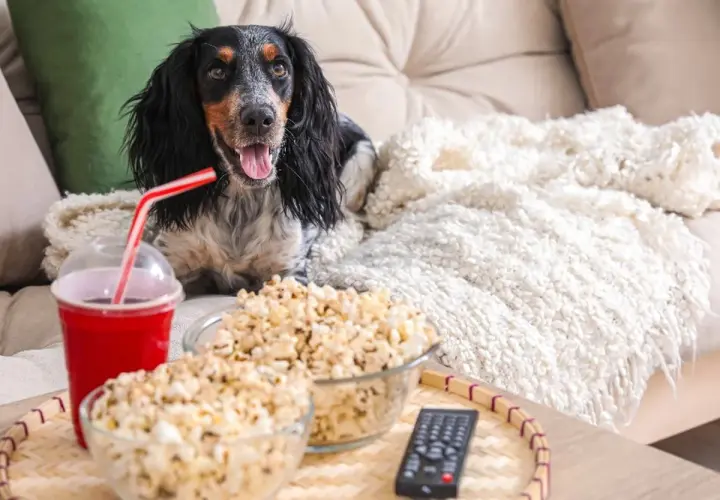 Pies na kanapie z popcornem i napojem. Czy pies może jeść popcorn? Ten słodki piesek wygląda, jakby chciał się dowiedzieć.