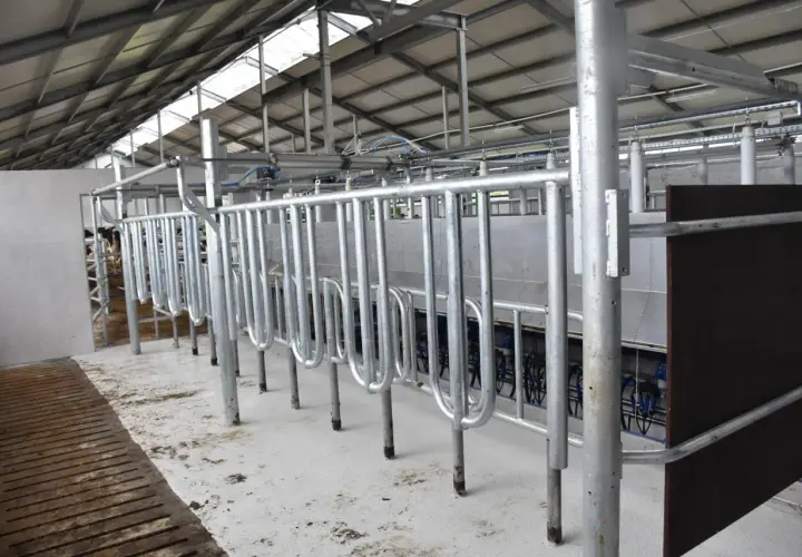 Nowoczesna obora wolnostanowiskowa na 40 krów z systemem udojowym. Jasne wnętrze, metalowe przegrody i podesty.