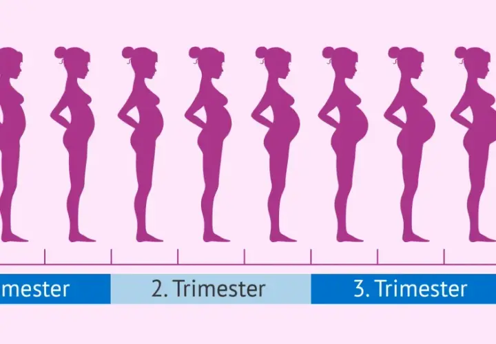 Silhouetten von Frauen zeigen die Entwicklung der **Schwangerschaft in Monaten**, vom ersten Trimester bis zur Geburt.