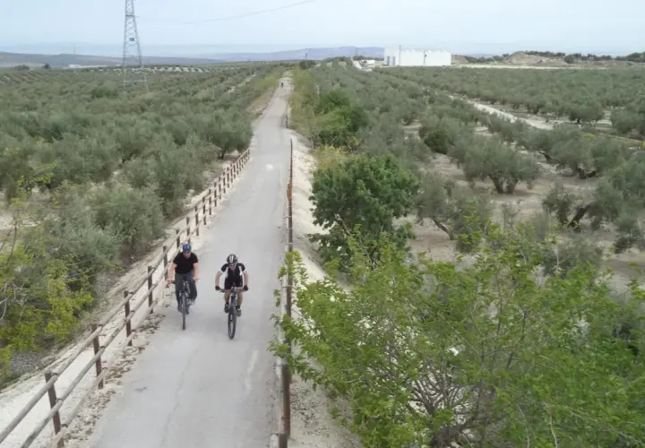 Ciclistas disfrutan de la vía verde del aceite, rodeados de olivares bajo un cielo nublado.