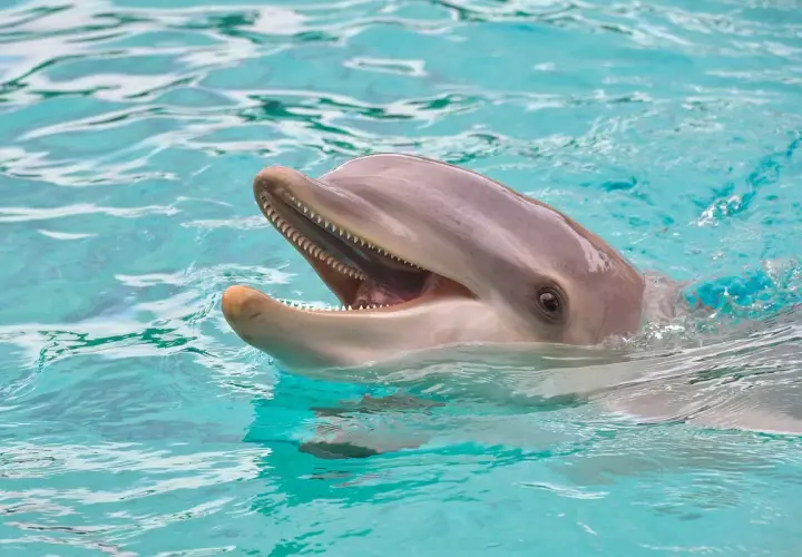 Uśmiechnięty delfin wynurza się z turkusowej wody. Poznaj fascynujące ciekawostki o ssakach morskich!