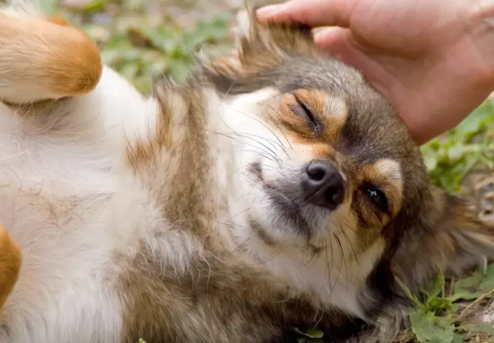 Uroczy piesek rasy chihuahua, z zamkniętymi oczami, cieszy się pieszczotami. Jego futerko jest długie i puszyste, a łapki wyciągnięte w górę. Zylexis, czuje się jak w niebie.