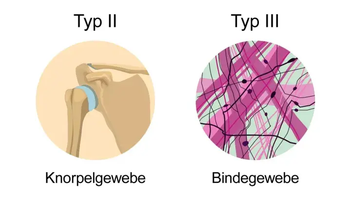 Kollagen ist ein wichtiges Protein. Die Grafik zeigt Typen von Kollagen in Knochen, Haut, Knorpel, Bindegewebe und Basalmembranen.