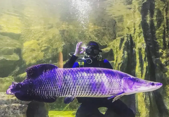 Oceanarium Zachodniopomorskie - Niezapomniane atrakcje w Międzyzdrojach