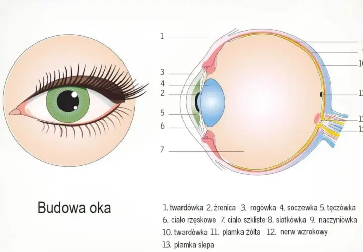 Schemat budowy ludzkiego oka z zaznaczonymi elementami: tęczówka, źrenica, soczewka, siatkówka i nerw wzrokowy.