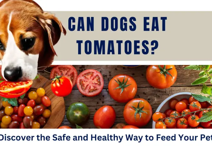 A curious dog sniffs a tomato, prompting the question: can dogs eat tomatoes? The image displays various ripe tomatoes and cherry tomatoes.