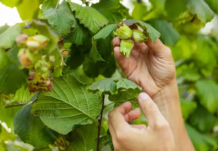Händer plockar mogna hasselnötter från grenar med olika sorter.