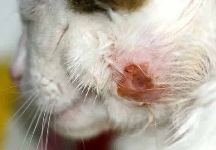 Primer plano de la cara de un gato con una herida roja e inflamada, mostrando varios tipos de heridas en gatos.