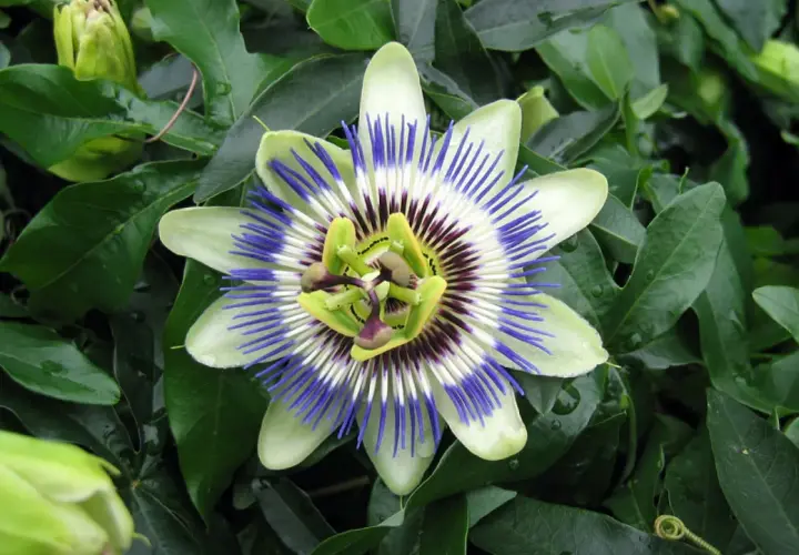 Fleur de passiflora caerulea, aux pétales blancs et verts, ornée de filaments bleus et pourpres. Un bouton floral vert est visible à gauche.