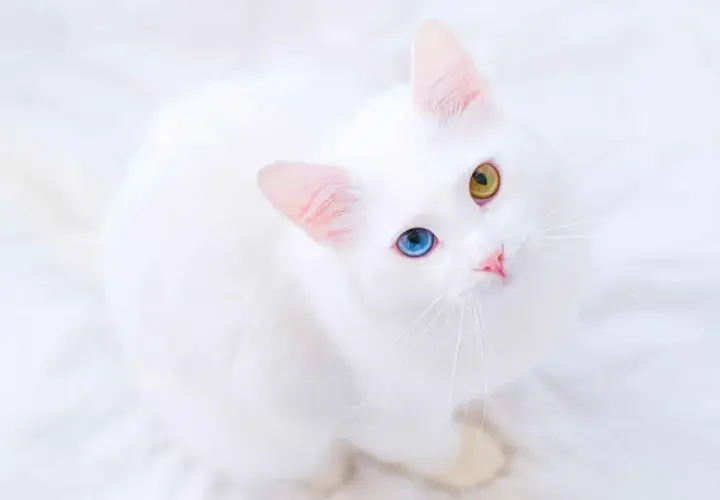 Piękny kot albinos z niebieskim i żółtym okiem, siedzący na białym tle.