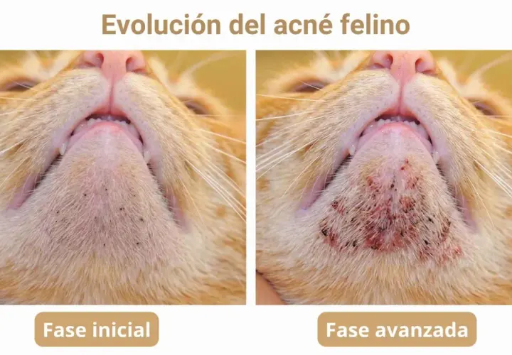 Evolución del acné felino: fase inicial con puntos negros y fase avanzada con inflamación. Un posible tratamiento casero podría ayudar.