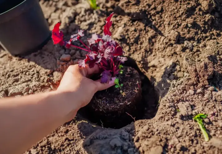 Sadzenie żurawki w ziemi. Dłoń trzyma bryłę korzeniową z fioletowymi liśćmi, gotową do umieszczenia w dołku. Idealny czas, kiedy sadzić żurawki, to wiosna lub jesień.