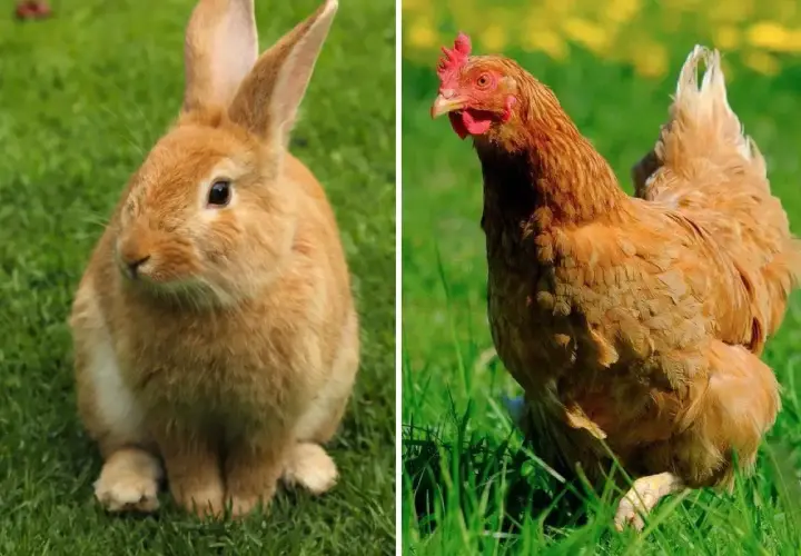 Un lapin nain roux et une poule rousse sur l'herbe. Peut-on mettre un lapin nain avec des poules ?