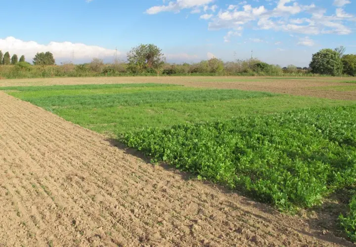 Campi coltivati con diverse specie di cover crops, alcune in pieno rigoglio verde, altre appena seminate.