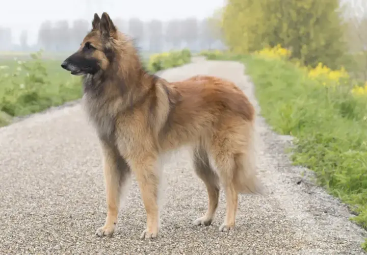 Elegancki owczarek belgijski tervueren stoi na żwirowej ścieżce, otoczony zielenią i żółtymi kwiatami.