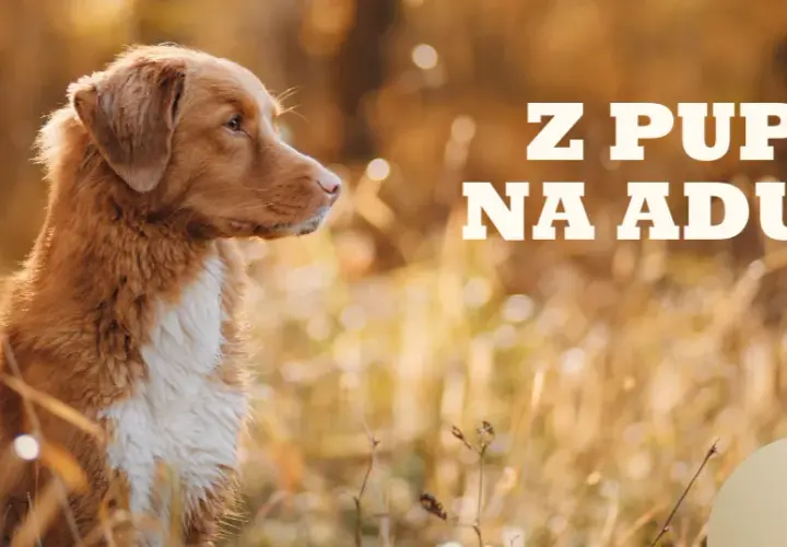 Szczeniak a karma dla dorosłych: Kiedy i jak bezpiecznie zmienić?