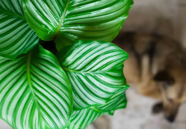 Liście calathea orbifolia z zielono-białymi paskami, w tle rozmyty pies.