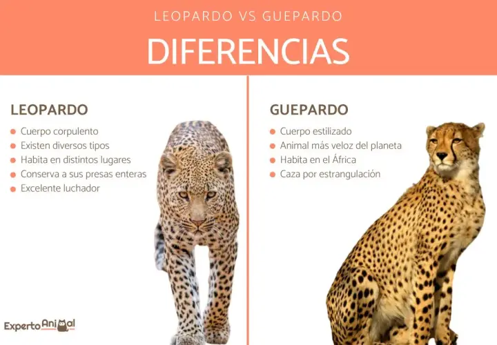 Comparación visual entre un leopardo y un guepardo, destacando sus diferencias físicas y de comportamiento.