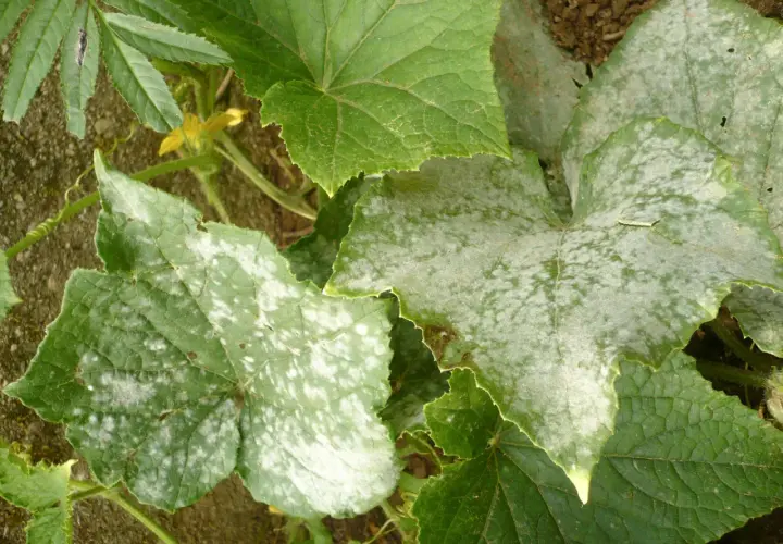 Foglie di cetriolo con macchie bianche, sintomo di oidio, una delle comuni malattie del cetriolo.