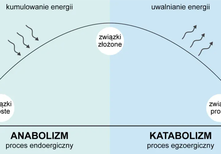Diagram przedstawia anabolizm (kumulowanie energii, proste związki tworzą złożone) i katabolizm (uwalnianie energii, złożone związki rozpadają się na proste).