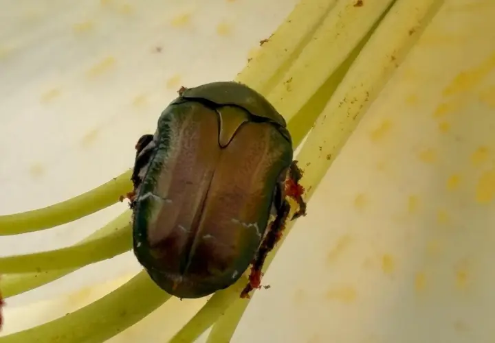 Scarabeo Popillia japonica, insetto che causa danni alle piante, si posa sui pistilli di un fiore.