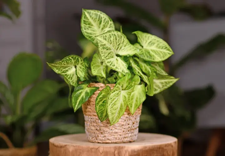 Syngonium Pixie w plecionym koszyku, z liśćmi w odcieniach zieleni i kremu, na drewnianym pniu.