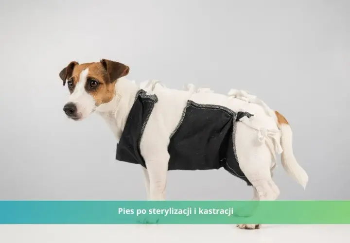 Jak długo goi się rana po kastracji psa? Proces gojenia i opieka