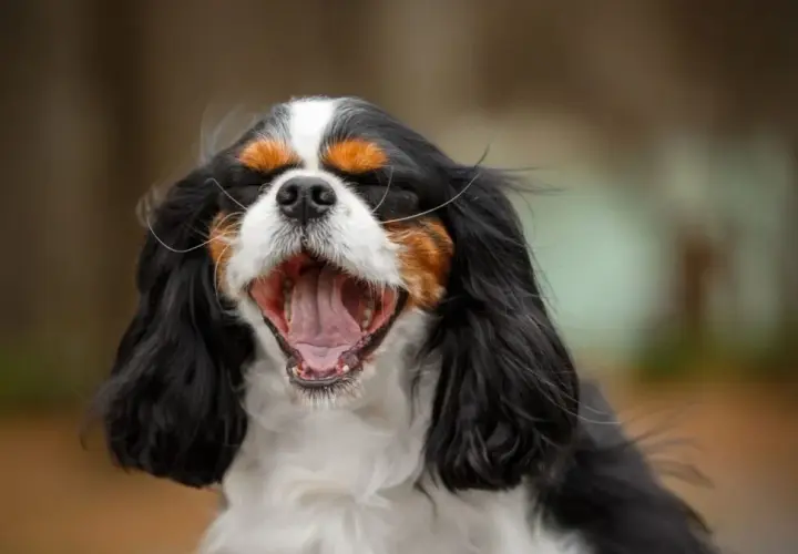 Pies cavalier king charles spaniel czarny podpalany - cechy i charakterystyka