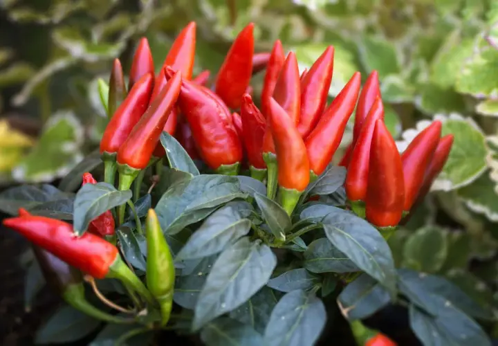Leuchtend rote Peperoni wachsen dicht an einem Strauch. Einige grüne Chilis sind ebenfalls zu sehen.