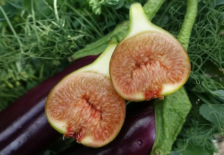 Två halverade fikon med saftigt, rött fruktkött ligger på mörklila aubergine och gröna blad. En härlig skörd från att odla fikon.