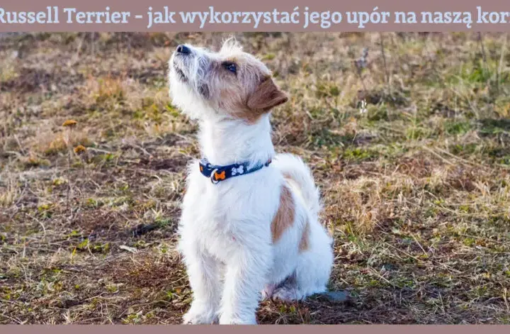 Jak wytresować Jack Russell Terriera? Praktyczny przewodnik krok po kroku