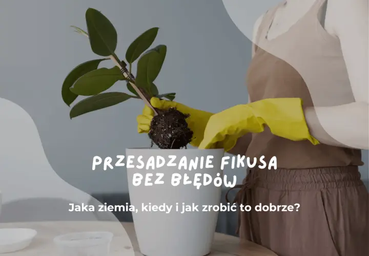 Przesadzanie fikusa w żółtych rękawiczkach. Dowiedz się, jak zrobić to dobrze, jaka ziemia i kiedy jest najlepszy czas.