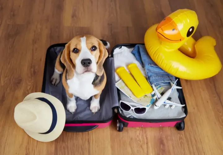Beagle w walizce gotowy na wakacje. W środku ubrania, okulary, mapa, dmuchana kaczka i samolot. Idealne miejsce dla podróżujących z psem, dog friendly!