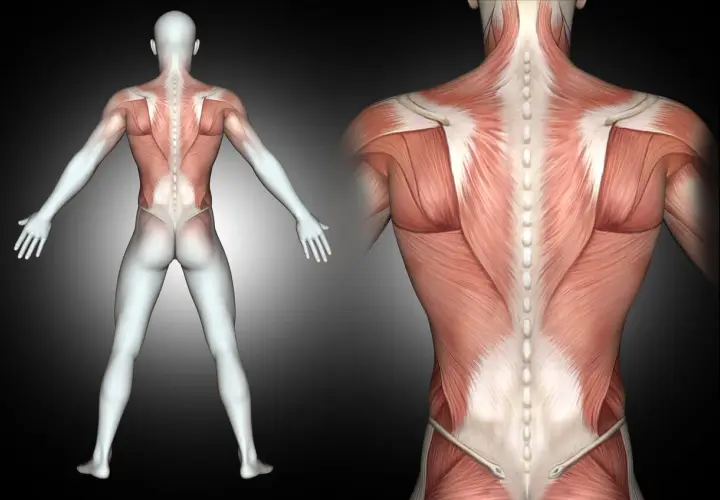 Anatomical view of the human back, showing detailed musculature. Widely spread muscles of the back are visible, emphasizing their structure and connection to the spine.