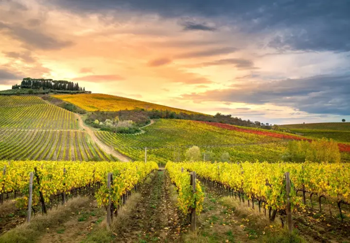 Vignoble toscan aux feuilles jaunes d'automne, sous un ciel dramatique. On imagine un verre de chianti blanc frais.