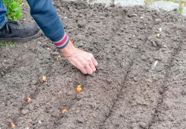 Dłoń sadzi małe cebulki, z których wyrośnie piękny kwiat cebuli.
