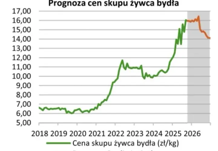 Ceny skupu byków (styczeń 2026): Zobacz, ile naprawdę możesz zyskać