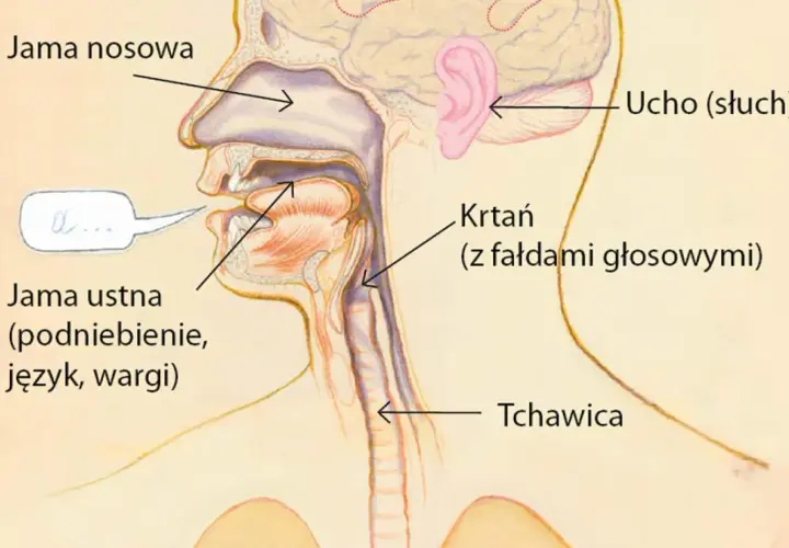 Przekrój narządów mowy i słuchu. Jama ustna, nosowa i krtań z fałdami głosowymi tworzą dźwięk mowy, który dociera do ucha.
