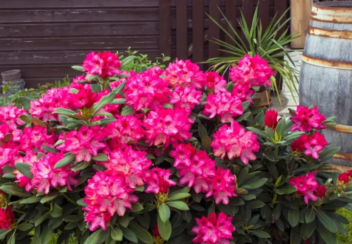 Krzew rododendronu z obfitymi, różowymi kwiatami, gotowy na domowy nawóz do rododendronów.