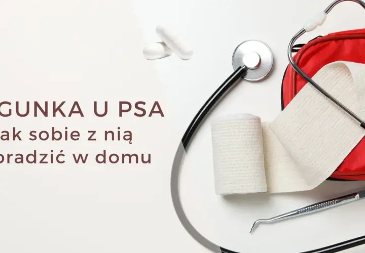 Biegunka u psa? Stetoskop, bandaże i apteczka sugerują, że to temat zdrowia czworonoga.