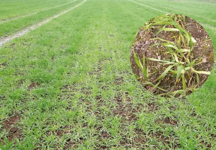 Champ de blé jeune montrant des symptômes de carence en manganèse, avec des feuilles jaunies et des traînées claires.