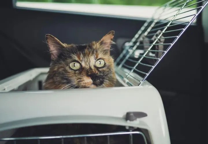 A tortoiseshell cat peeks out of a carrier, ready for a car ride. Tips on how to travel with a cat.