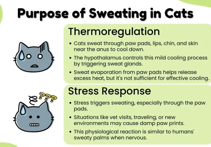 Cats sweat through paw pads, lips, chin, and skin near the anus for thermoregulation and stress response. This explains why cats might leave damp paw prints when nervous.