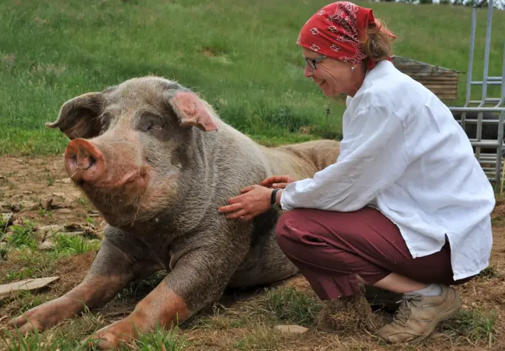 Une femme caresse un cochon dans son habitat naturel. Le cochon semble heureux et détendu, profitant de l'interaction.