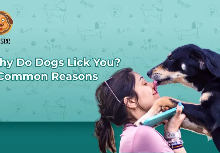 A dog licks a woman's face, exploring reasons for excessive licking in dogs.