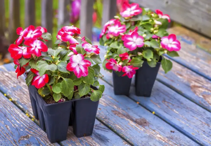 Deux pots d'impatiens de Guinée aux fleurs rose vif et blanches, prêts pour une exposition ensoleillée sur une table en bois bleu délavé.