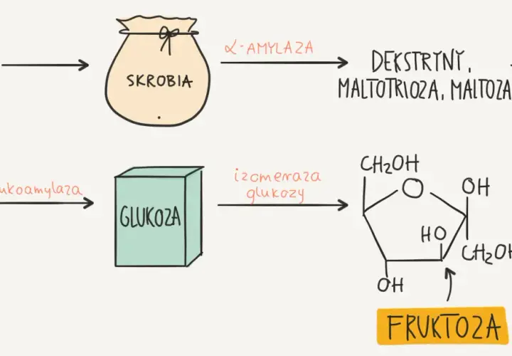 Schemat produkcji syropu glukozowo fruktozowego: kukurydza -> skrobia -> glukoza -> fruktoza.