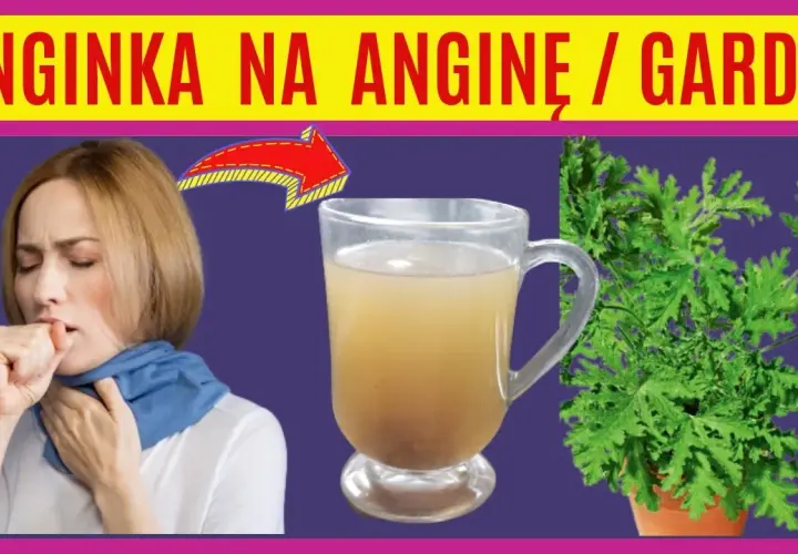 Jak zrobić herbatę z geranium: prosty przepis na zdrowy domowy napar